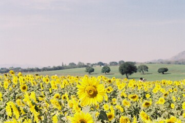 Obraz premium sunflower field in summer