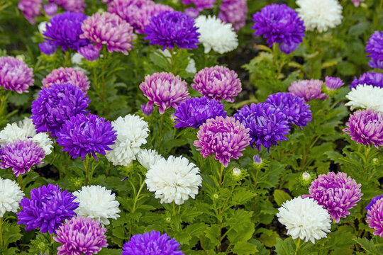 Violet purple pink & white aster flowers on green leaves background. Colorful multicolor aster flowers perennial plant. Close up of aster flower garden bed in early autumn september day in farm field