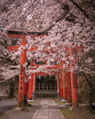 京都府 竹中稲荷神社 桜