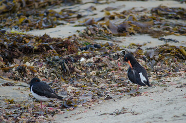 South Island oystercatchers Haematopus finschi. Oban. Stewart Island. New Zealand.