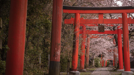 京都府 竹中稲荷神社 桜