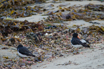 South Island oystercatchers Haematopus finschi. Oban. Stewart Island. New Zealand.