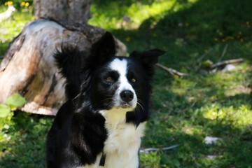 Primo piano di un border collie con dietro il bosco al lago Montagnoli in Trentino, animali e paesaggi in Italia