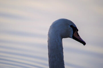 mute swan cygnus olor