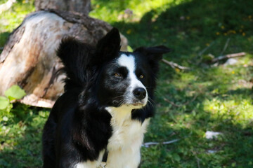 Fototapeta premium Primo piano di un border collie al lago Montagnoli in Trentino, animali e paesaggi in Italia