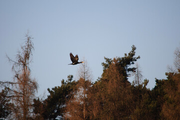cormorant in flight