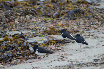 South Island oystercatchers Haematopus finschi resting. Oban. Stewart Island. New Zealand.