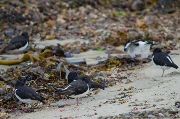 South Island oystercatchers Haematopus finschi resting. Oban. Stewart Island. New Zealand.