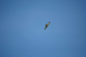 buzzard in flight