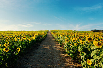 Beautiful sunflower close up. Sunflower fields, bright blue sky background with copy space
