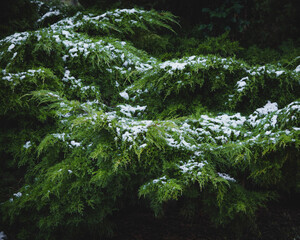 fern in the forest