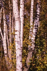 autumn in the birches