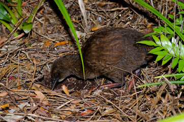 Stewart Island weka Gallirallus australis scotti searching for food. Ulva Island. Rakiura National Park. New Zealand.