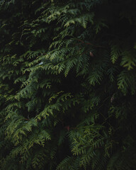 green fern background