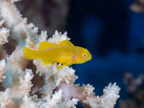 Lemon coral goby in an acropora table coral (Ras Mohammed, Sharm El Sheikh, Red Sea, Egypt)