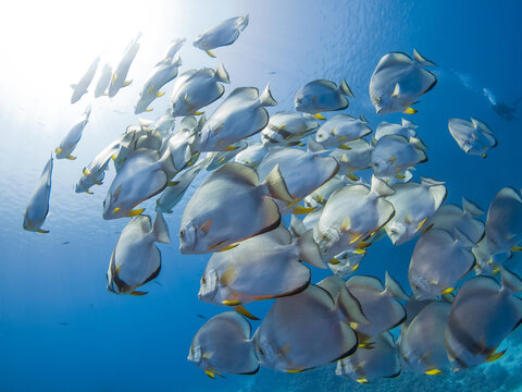 School of Orbicular batfish (Ras Mohammed, Sharm El Sheikh, Red Sea, Egypt)