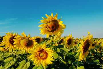 Beautiful sunflower close up. Sunflower fields, bright blue sky background with copy space