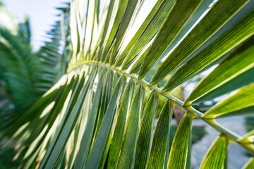 Obraz na płótnie Canvas Beautiful big palm leaf against tropical garden.