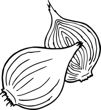 Hand Drawing Of Onion Bulbs With A Black Outline