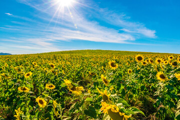 Fototapeta premium sunflower field
