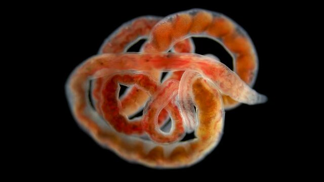 worm Oligochaeta Limnodrilus hoffmeisteri or red worm, of the Naididae family. Has no gills and breathes through the skin. Indicator of organic pollution and low oxygen content in water. Volga river