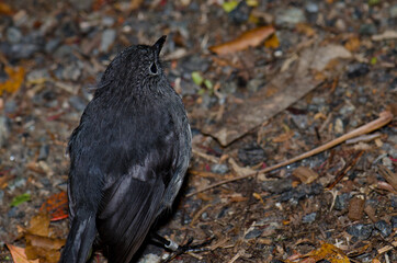 Obraz premium Stewart Island robin Petroica australis rakiura. Ulva Island. Rakiura National Park. New Zealand.