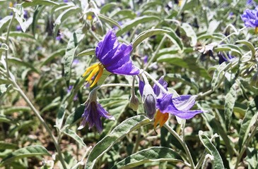 Solanum sisymbriifolium violet - yellow flowers