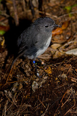 Stewart Island robin Petroica australis rakiura. Ulva Island. Rakiura National Park. New Zealand.