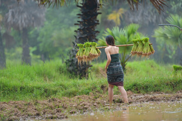 Naklejka na ściany i meble The Farmer planting on the organic paddy rice farmland,thailand