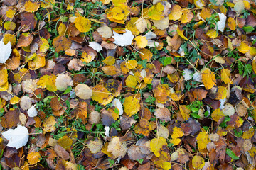 Bright autumn foliage on the ground. Autumn background. Quiet and beautiful autumn