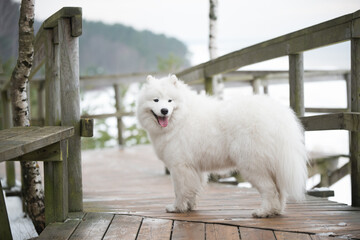 Samoyed white dog is on snow path road in Latvia