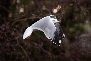 Bonita gaviota de cerca en pleno vuelo con fondo oscuro de bosque