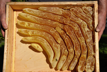 Imker mit Honig im Naturwabenbau