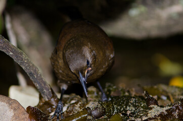 South Island saddleback Philestumus carunculatus searching for food. Immature. Ulva Island. Rakiura National Park. New Zealand.