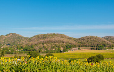 Landscape nature of flower fields and mountains. beautiful field sunflower bright blue sky on  hill