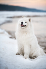 Samoyed white dog is on snow Saulkrasti beach in Latvia