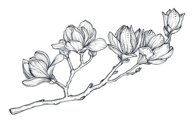 Hand drawn vector magnolia branch. Beautiful romantic elegant floral element.