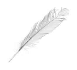 White feather, quill isolated on white background with clipping path