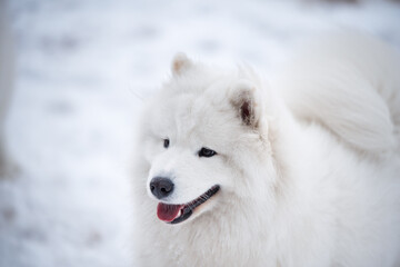 Samoyed white dog muzzle close up is on Baltic sea beach