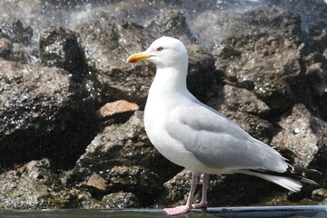 Brighton, England, June 14, 2018:  Yellow beaked seagull standing in splashing water in front of a brownish rocky backdrop.