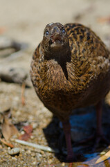 Steward Island weka Gallirallus australis scotti drinking water. Boulder Beach. Ulva Island. Rakiura National Park. New Zealand.