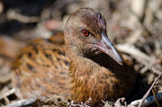 Steward Island weka Gallirallus australis scotti resting. Boulder Beach. Ulva Island. Rakiura National Park. New Zealand.