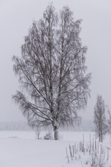 Fototapeta na wymiar .trees crystallized from the cold in Lapland