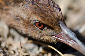 Steward Island weka Gallirallus australis scotti. Boulder Beach. Ulva Island. Rakiura National Park. New Zealand.