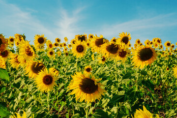 Fototapeta premium Beautiful sunflower close up. Sunflower fields, bright blue sky background with copy space