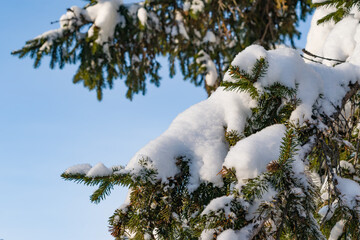 Winter forest, park. Branches of fir trees in the snow against the blue sky, illuminated by the sun.Beautiful natural background