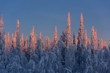 .trees crystallized from the cold in Lapland