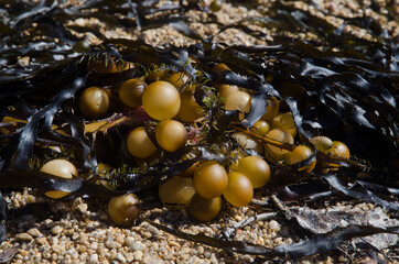Algae washing up on a beach. Boulder Beach. Ulva Island. Rakiura National Park. New Zealand.