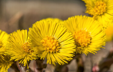 The first flower Bud mother and stepmother (Tussilago farfara) in the early spring on the background of grass closeup blur background, selective focus