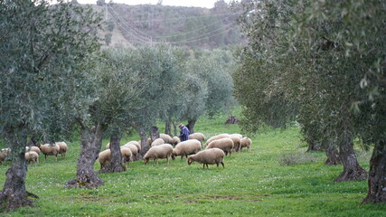 Obraz premium Ovelhas. Agricultura. 